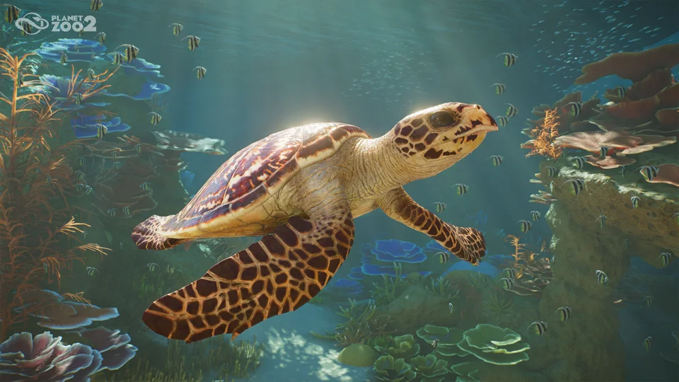 Sea Turtle Planet Zoo 2